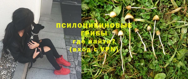 прущие грибы Абдулино